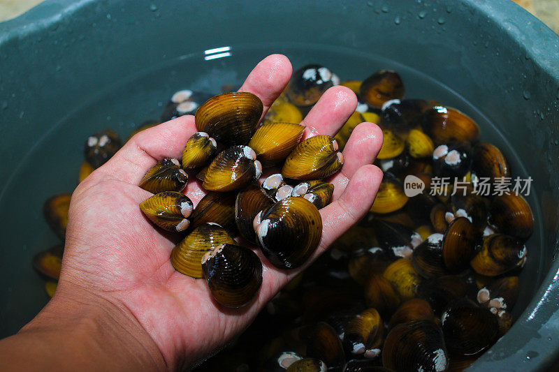 手握淡水金蛤，Corbicula fluminea，刚从印度尼西亚的一个湖泊收获
